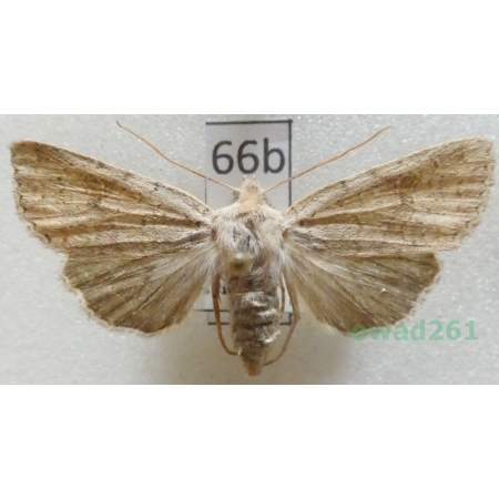 Agrochola laevis (Hübner, 1803) Czech66b
